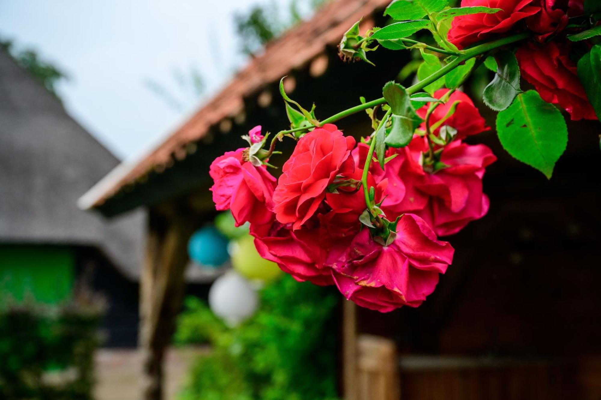 Vakantiehuis An Diek Villa Staphorst Buitenkant foto